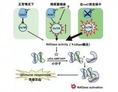 科研人员植物免疫机制新发现：有助提供育种靶标和生物农药